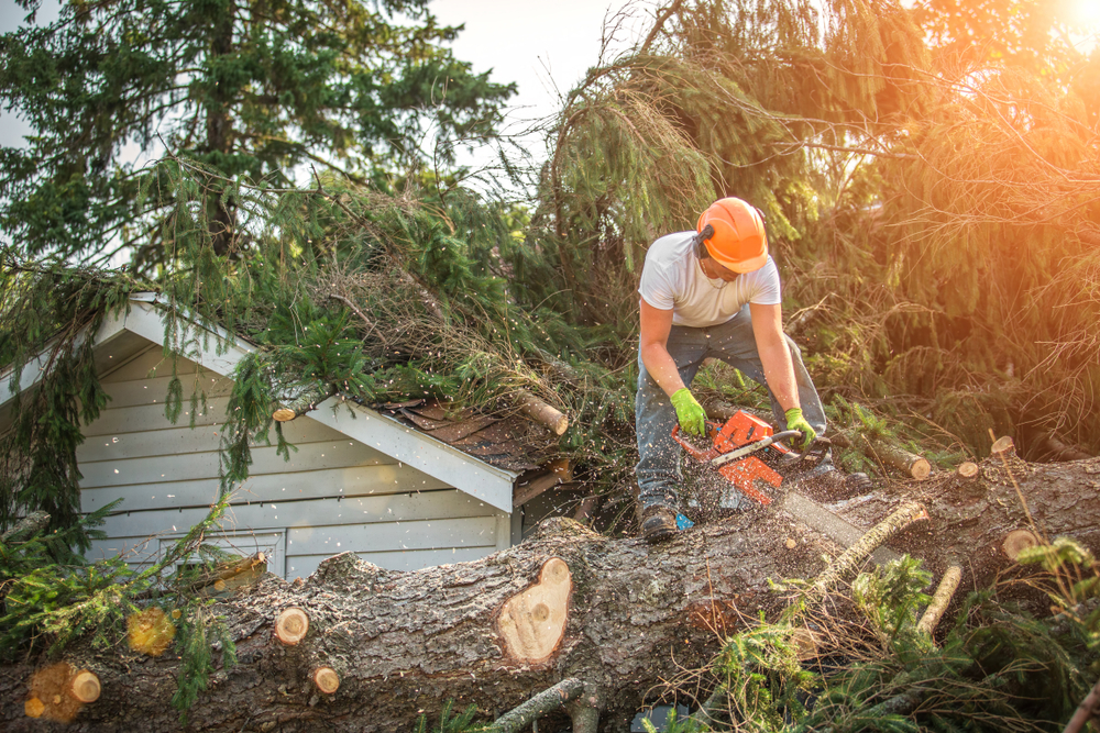 man cutting tree