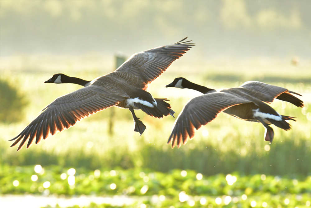 canadian geese